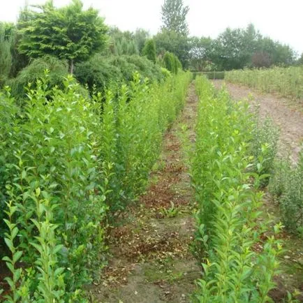Храст Ligustrum папрат снимка, засаждане и грижи, сортове