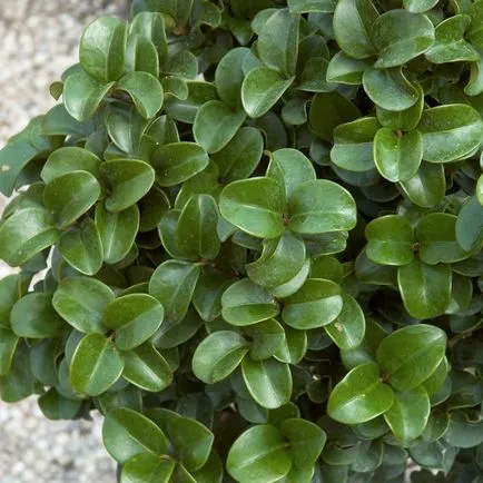 Храст Privet хедж снимки, сортове, засаждане и грижи