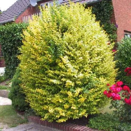 Храст Ligustrum папрат снимка, засаждане и грижи, сортове