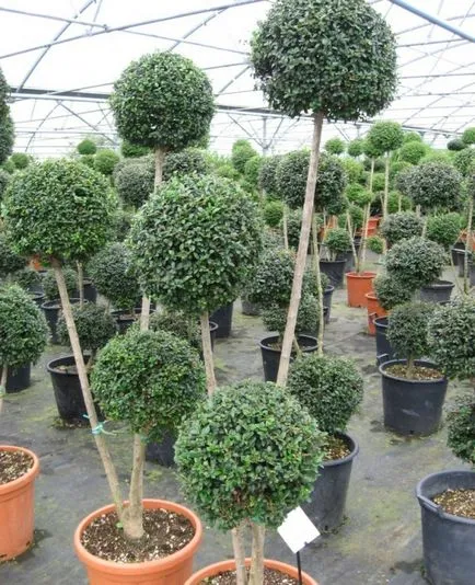 Храст Privet хедж снимки, сортове, засаждане и грижи