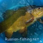 Тенч риболов е през пролетта