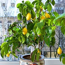 Lemon дърво как да растителни и растат