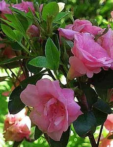 Azalea листата падат и сухи, трудности при отглеждането - стайни растения и цветя (азалии) Azalea листата падат и сухи, трудности при отглеждането - стайни растения и цветя