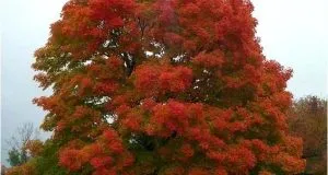 Tilia cordata описание, прилича на дърво, листа