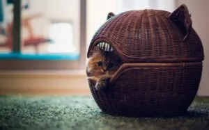 Легла за котки с ръцете си за това какво да се произвеждат и къде да поставите