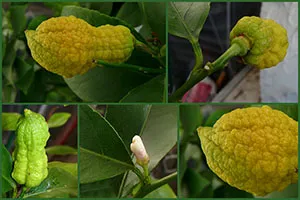 Lemon дърво как да растителни и растат