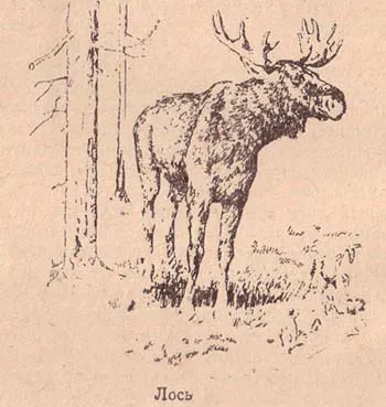 Elk, лов български портал