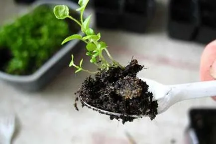 Lobelia фехтовка и засаждане у дома