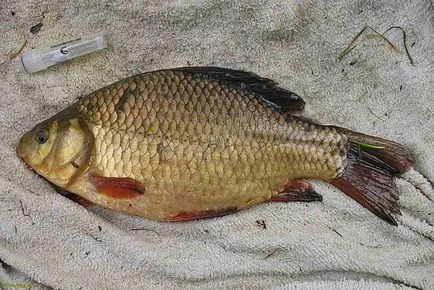 Carp риболов през април (плувка на въдица фидер)