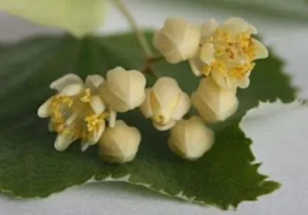Tilia cordata описание, прилича на дърво, листа