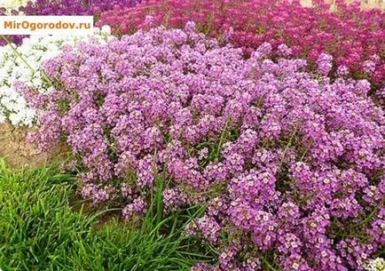 сортове Lobulyariya и отглеждане в дома