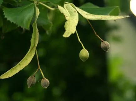 Tilia cordata описание, прилича на дърво, листа