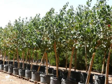 Tilia cordata описание, прилича на дърво, листа