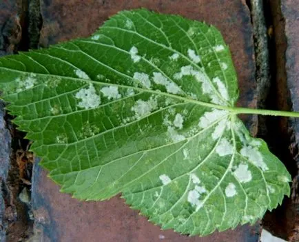 Tilia cordata описание, прилича на дърво, листа