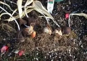 Обичам моята градина блог за градинари и фермери, шофьори на камиони, техните любовници земеделска земя 2