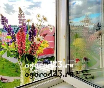 Лупините - отглеждане на семена, кога да засадят (растителен) Лупините - отглеждане на семена, кога да засадят