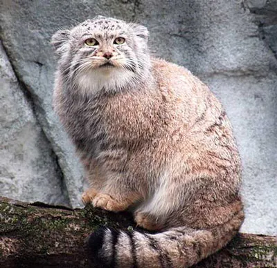 Pallas - котка Pallas 