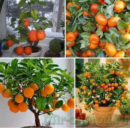 отглеждане Tangerine в дома на костите (у дома) отглеждане Tangerine в дома на костта