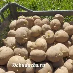 В фуражни картофи, вилата