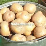 В фуражни картофи, вилата
