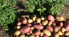 Процесът картофите преди засаждане, красива къща и градина