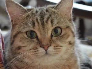Козината на процеса котка, в света на котки и кучета