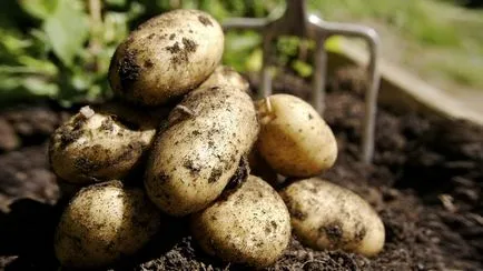 На опасните хранителни сурови картофи, здравословен начин на живот,