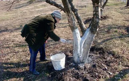 На замазка дърветата в градината през пролетта - съвети за градинари