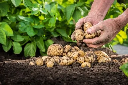 Процесът картофите преди засаждане на лекарството за лечение на картоф от колорадски бръмбар, от