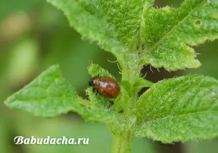 Спреят на колорадски бръмбар, къща