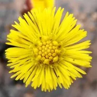 Роден подбел терапевтични свойства и противопоказания за прилагане (-coltsfoot) Майка подбел лечебни свойства, както и противопоказания за кандидатстване