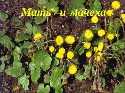 Майка и мащеха, лечение подбел