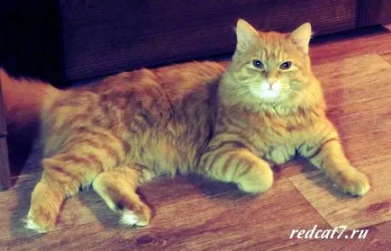Митове за котки, джинджифил котка
