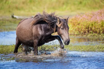 Методи и упътване за разплод коне