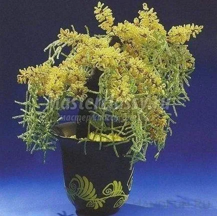 Мимоза топчета