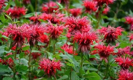 Monarda - лечебни свойства и противопоказания Monarda етерично масло - използва при лечението