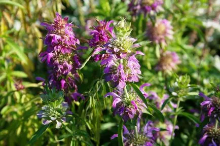 Monarda - най-важното нещо за сортовете растения, които растат от семена, засаждане и грижи в открито поле