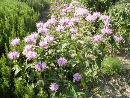 Monarda - най-важното нещо за сортовете растения, които растат от семена, засаждане и грижи в открито поле