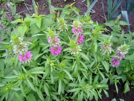 Monarda - най-важното нещо за сортовете растения, които растат от семена, засаждане и грижи в открито поле