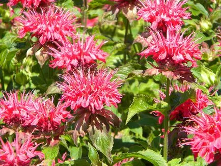 Monarda - най-важното нещо за сортовете растения, които растат от семена, засаждане и грижи в открито поле