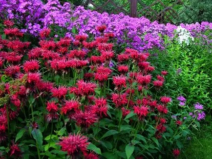 Monarda - най-важното нещо за сортовете растения, които растат от семена, засаждане и грижи в открито поле