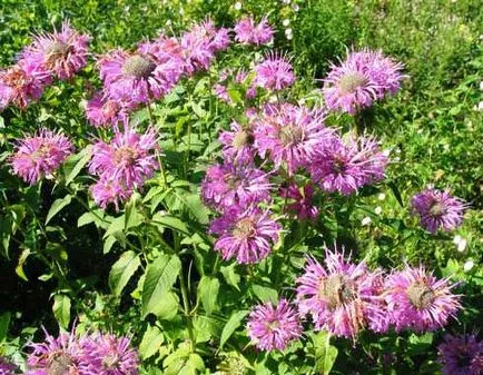Monarda - засаждане и грижи, използвани в озеленяването (Monarda) Monarda - засаждане и грижи, да се използва в озеленяването