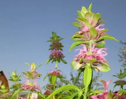 Monarda - най-важното нещо за сортовете растения, които растат от семена, засаждане и грижи в открито поле