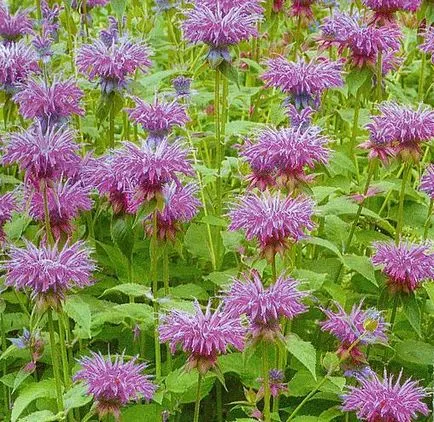 Monarda - най-важното нещо за сортовете растения, които растат от семена, засаждане и грижи в открито поле