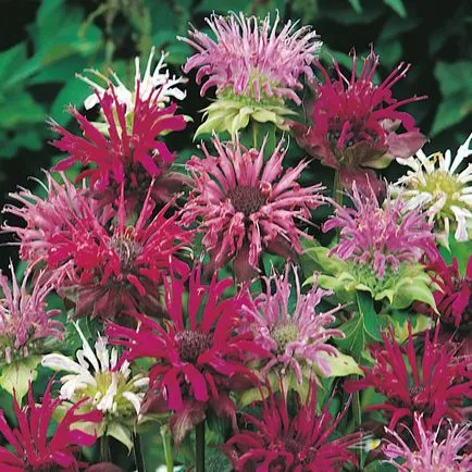 Monarda - най-важното нещо за сортовете растения, които растат от семена, засаждане и грижи в открито поле