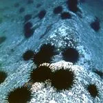 морската икономика