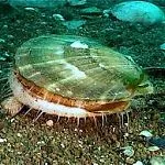 морската икономика