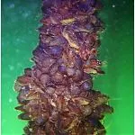 морската икономика