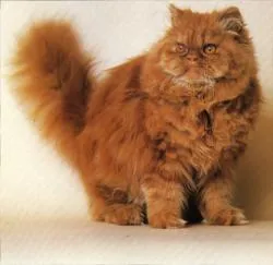 Моята котка