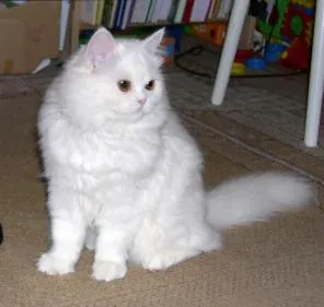 Моята котка